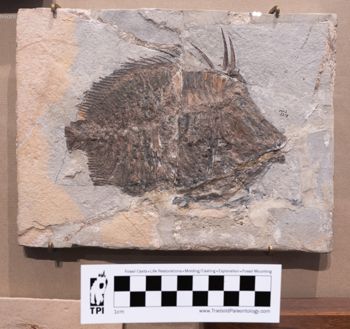 Media type: image;   Vertebrate Paleontology VPF-5378 Description: Photograph of the skeleton in right lateral view of MCZ VPF-5378. On exhibit in the HMNH Romer Hall.;  Aspect: lateral